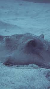 Image result for Bathytoshia centroura