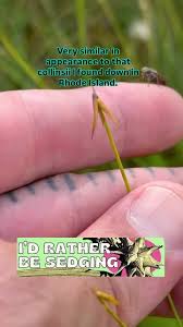 Attēlu rezultāti vaicājumam “Carex pauciflora”