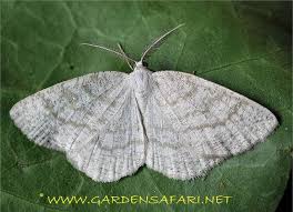 Attēlu rezultāti vaicājumam “Cabera exanthemata female”