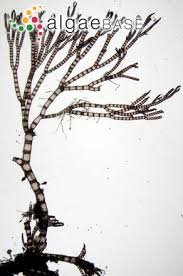 Attēlu rezultāti vaicājumam “Ceramium sp.”