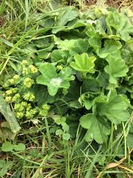 Image result for Alchemilla vulgaris
