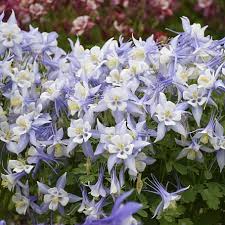 Image result for Aquilegia caerulea