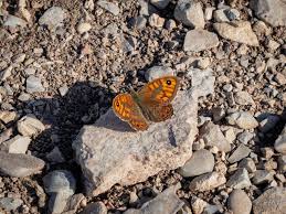 Attēlu rezultāti vaicājumam “Lasiommata megera male”