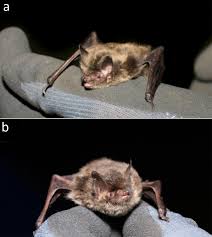 Attēlu rezultāti vaicājumam “Myotis brandtii”