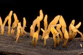 Attēlu rezultāti vaicājumam “Calocera glossoides”