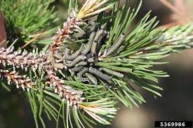 Attēlu rezultāti vaicājumam “Neodiprion sertifer larva”