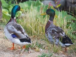 Attēlu rezultāti vaicājumam “Anas platyrhynchos eggs”