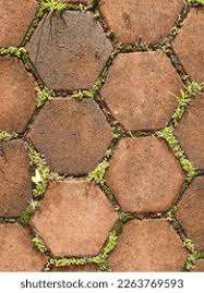 Attēlu rezultāti vaicājumam “Herniaria glabra leaf”