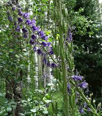 Attēlu rezultāti vaicājumam “Colloderma robustum young”