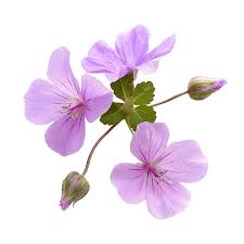 Attēlu rezultāti vaicājumam “Geranium palustre flower”