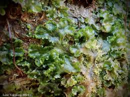 Attēlu rezultāti vaicājumam “Blasia pusilla”