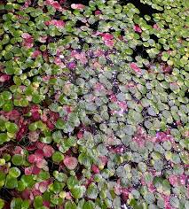 Attēlu rezultāti vaicājumam “Spirodela polyrhiza”