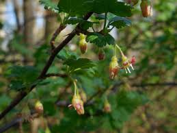 Attēlu rezultāti vaicājumam “Ribes uva-crispa flower”