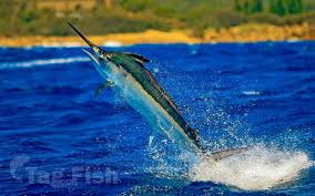 Image result for Istiompax indica