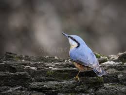 Attēlu rezultāti vaicājumam “Sitta europaea”