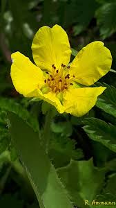 Attēlu rezultāti vaicājumam “Argentina anserina bud”