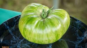 Afbeeldingsresultaat voor millionaire tomato