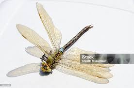 Attēlu rezultāti vaicājumam “Ophiogomphus cecilia”