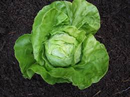 Image result for Kopfsalat