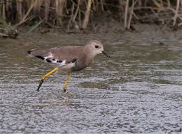 Image result for Vanellus leucurus