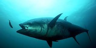 Image result for Thunnus thynnus