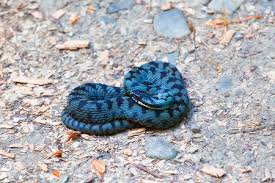 Attēlu rezultāti vaicājumam “Vipera berus adult”