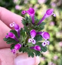 Attēlu rezultāti vaicājumam “Lamium amplexicaule flower”