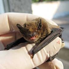 Attēlu rezultāti vaicājumam “Myotis dasycneme”