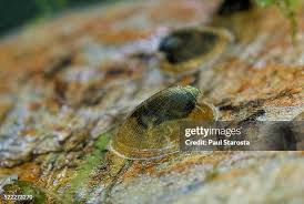 Attēlu rezultāti vaicājumam “Ancylus fluviatilis”