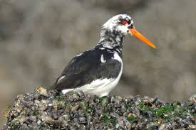 Attēlu rezultāti vaicājumam “Haematopus ostralegus”