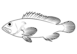 Image result for Sebastes fasciatus