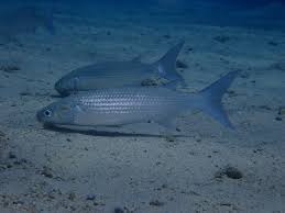 Image result for Liza aurata