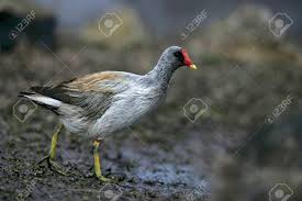 Attēlu rezultāti vaicājumam “Gallinula chloropus”