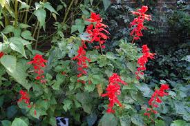 Image result for Salvia splendens