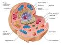 Transport Cell Theory
