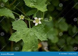 Attēlu rezultāti vaicājumam “Bryonia alba leaf”