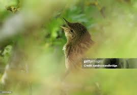 Image result for Locustella naevia