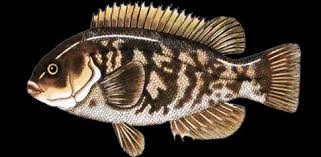 Image result for Tautoga onitis