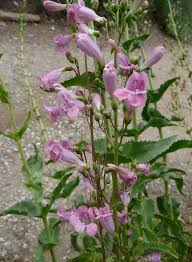 Image result for Penstemon