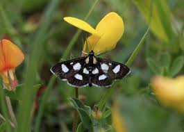 Attēlu rezultāti vaicājumam “Anania funebris”