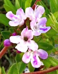 Attēlu rezultāti vaicājumam “Thymus serpyllum flower”