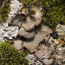 Attēlu rezultāti vaicājumam “Dermatocarpon miniatum”