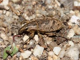 Attēlu rezultāti vaicājumam “Cleonis pigra”