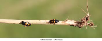 Attēlu rezultāti vaicājumam “Glischrochilus grandis”