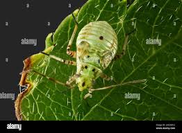 Attēlu rezultāti vaicājumam “Sternorrhyncha”