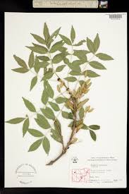 Attēlu rezultāti vaicājumam “Fraxinus excelsior”