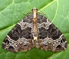 Attēlu rezultāti vaicājumam “Ecliptopera silaceata”