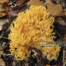 Attēlu rezultāti vaicājumam “Ramaria flava”