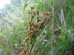 Attēlu rezultāti vaicājumam “Cladium mariscus flower”