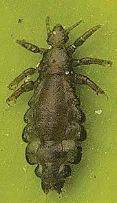 Attēlu rezultāti vaicājumam “Pediculus humanus capitis”